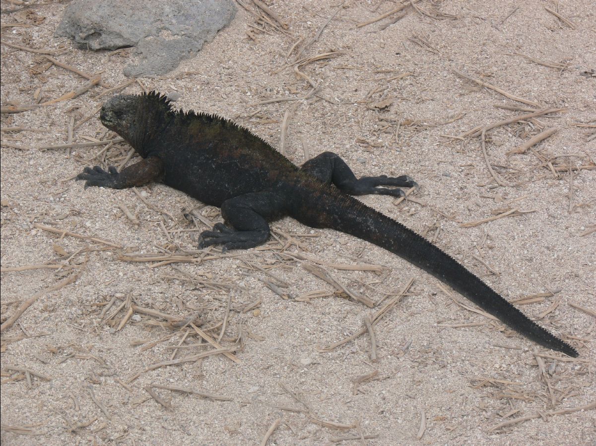Marine Iguana102